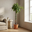 BLOOMIQUE - Pachira Aquatica - Arbre à argent - Cacao d’eau - Plante d’intérieur - H. 120-140 cm - P. 27 cm - vignette