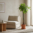 BLOOMIQUE - Pachira Aquatica - Arbre à argent - Cacao d’eau - Plante d’intérieur - H. 120-140 cm - P. 27 cm - vignette