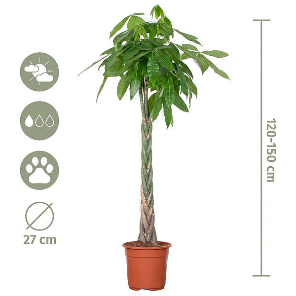 BLOOMIQUE - Pachira Aquatica - Arbre à argent - Cacao d’eau - Plante d’intérieur - H. 120-140 cm - P. 27 cm - large