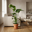 BLOOMIQUE - Strelitzia Nicolai - Plante oiseau de paradis - Fleurs de paradis - P. 21 cm - H. 90-110 cm - vignette