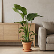 BLOOMIQUE - Strelitzia Nicolai - Plante oiseau de paradis - Fleurs de paradis - P. 21 cm - H. 90-110 cm - vignette