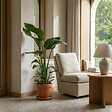 BLOOMIQUE - Strelitzia Nicolai - Plante oiseau de paradis - Fleurs de paradis - P. 21 cm - H. 90-110 cm - vignette