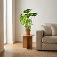 BLOOMIQUE - Monstera Deliciosa - Monstera - Dépolluante - Facile à entretenir - Hauteur 50-60 cm - Pot 17 cm - vignette
