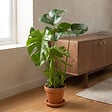 BLOOMIQUE - Monstera Deliciosa - Monstera - Dépolluante - Facile à entretenir - Hauteur 50-60 cm - Pot 17 cm - vignette