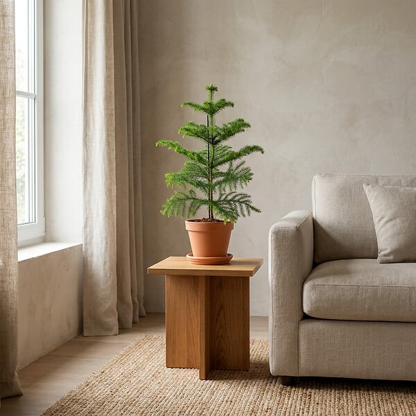 BLOOMIQUE - Araucaria Heterophylla - Araucaria de Norfolk - Plantes d’intérieur - H. 40-50 cm - P. 15 cm - large