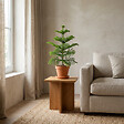 BLOOMIQUE - Araucaria Heterophylla - Araucaria de Norfolk - Plantes d’intérieur - H. 40-50 cm - P. 15 cm - vignette