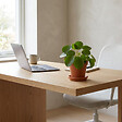 BLOOMIQUE - Pilea Peperomioides - Plante à monnaie chinoise - Plantes d’intérieur - H. 15-20 cm - P. 12 cm - vignette