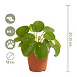 BLOOMIQUE - Pilea Peperomioides - Plante à monnaie chinoise - Plantes d’intérieur - H. 15-20 cm - P. 12 cm - vignette