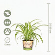 BLOOMIQUE - Lot de 6 - Chlorophytum 'Variegatum' - Plante araignée - Dépolluante - H. 20-30 cm - P. 12 cm - vignette