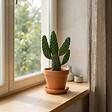 BLOOMIQUE - Opuntia Rubescens - Cactus raquette - Cactus d’intérieur - Hauteur 20-30 cm - Pot 12 cm - vignette