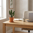 BLOOMIQUE - Opuntia Rubescens - Cactus raquette - Cactus d’intérieur - Hauteur 20-30 cm - Pot 12 cm - vignette