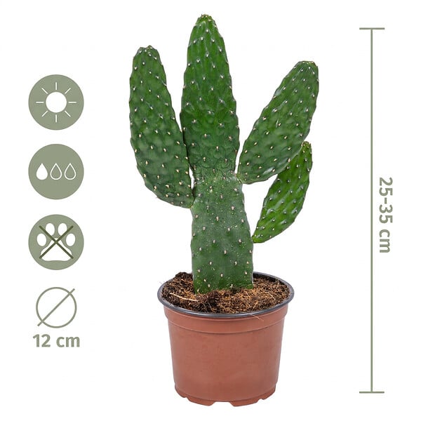 BLOOMIQUE - Opuntia Rubescens - Cactus raquette - Cactus d’intérieur - Hauteur 20-30 cm - Pot 12 cm - large