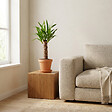 BLOOMIQUE - Lot de 3 - Mélange de palmiers tropicaux - Dypsis, Chamaedorea, Yucca - Facile d’entretien - vignette