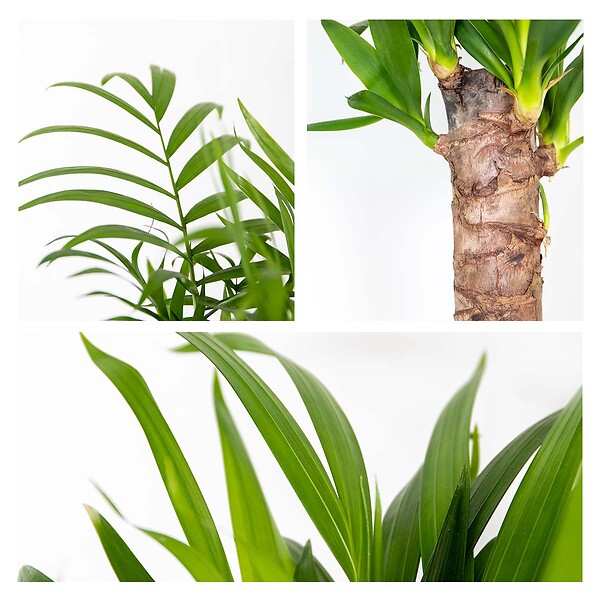 BLOOMIQUE - Lot de 3 - Mélange de palmiers tropicaux - Dypsis, Chamaedorea, Yucca - Facile d’entretien - large