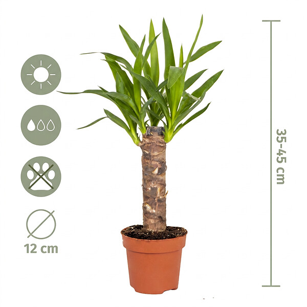 BLOOMIQUE - Lot de 3 - Mélange de palmiers tropicaux - Dypsis, Chamaedorea, Yucca - Facile d’entretien - large