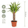BLOOMIQUE - Lot de 3 - Mélange de palmiers tropicaux - Dypsis, Chamaedorea, Yucca - Facile d’entretien - vignette
