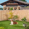 WINDHAGER - Canisse de paillon pelé naturelle - 2x5m - vignette