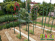 MIKADO - Tuteur plastique - Vert - MIKADO - 180cm - vignette