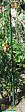 MIKADO - Tuteur plastique - Vert - MIKADO - 180cm - vignette