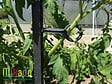 MIKADO - Sachet de 6 attaches tuteur Gris Anthracite - vignette