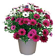 FLEURON - Ostéospermum pot 4,5 L - vignette