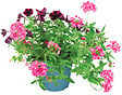 FLEURON - Festival mixte espèces pot 4,5 litres - vignette