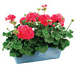 FLEURON - Géranium zonale jardinière 40 cm - vignette