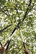 FISKARS - Coupe-branches crémaillère Lame franche PowerGearX L LX98 - vignette