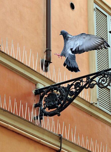 SWISSINNO - Piques Anti Pigeons 1m - large