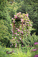 CERLAND - Pergola double en pin Arc - Naturel - L.160xH.228.5xP.72cm - vignette