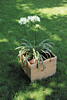 CERLAND - Bac à fleurs Essancia - 40x40x39,5cm - vignette