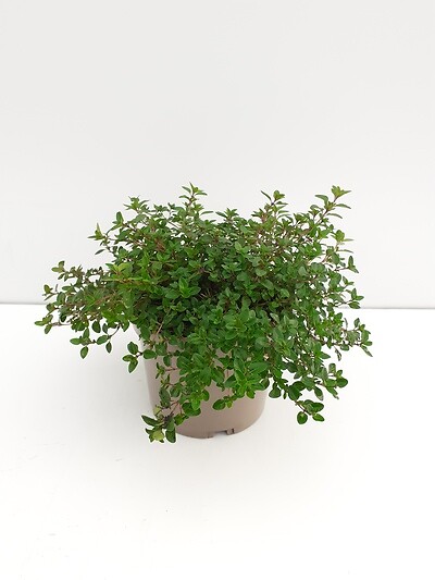 JARDIBEST - Thym Serpolet - 1L - large