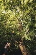 FISKARS - Coupe-branches télescopique - PowerGearx- Portée 6m - vignette