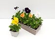 TAU - Pensées mélange coloris purs - Lot de 10 plants - vignette