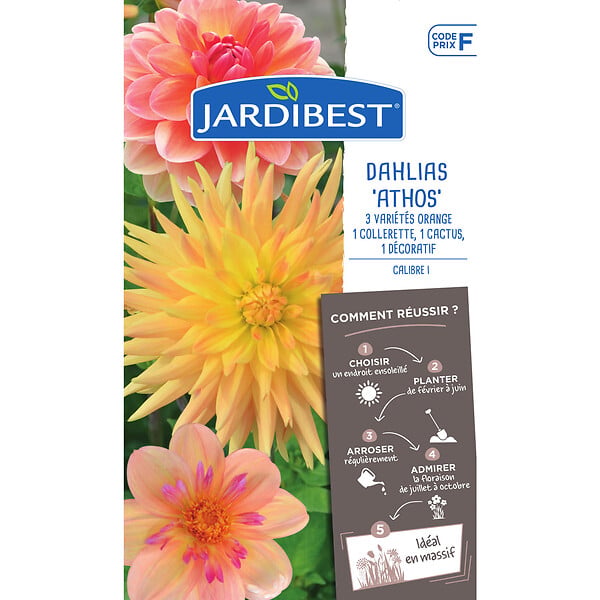 JARDIBEST - Dahlia variés - Mélange de 3 bulbes - large