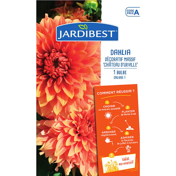 JARDIBEST - Dahlia château d'Urville - 1 bulbe - large