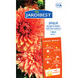 JARDIBEST - Dahlia château d'Urville - 1 bulbe - vignette
