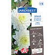 JARDIBEST - Dahlia Blankass - 1 bulbe - vignette