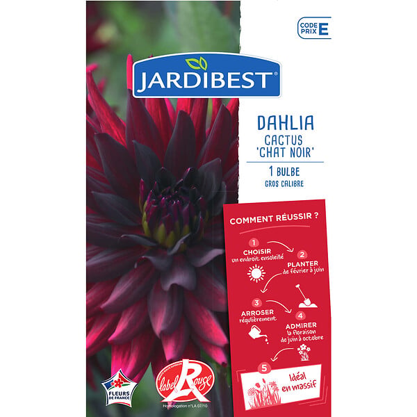 JARDIBEST - Dahlia Chat Noir - 1 bulbe - large