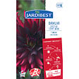 JARDIBEST - Dahlia Chat Noir - 1 bulbe - vignette