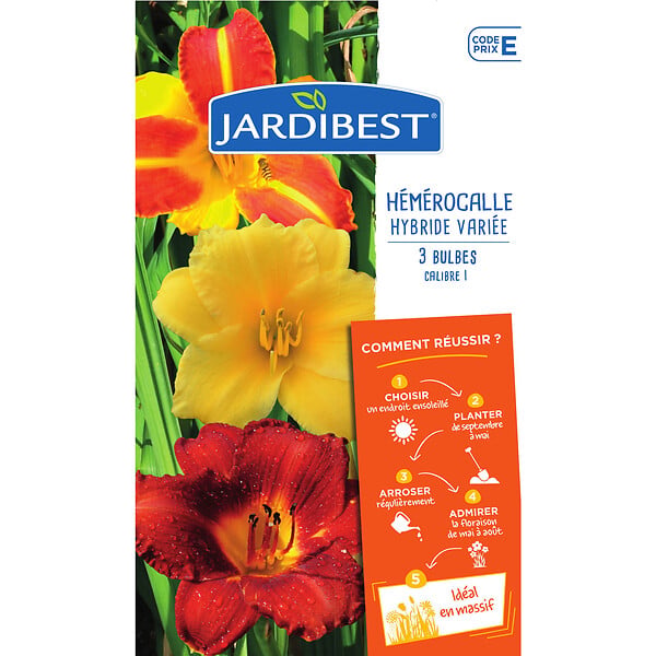 JARDIBEST - Hémérocalle hybride variée - 3 bulbes - large