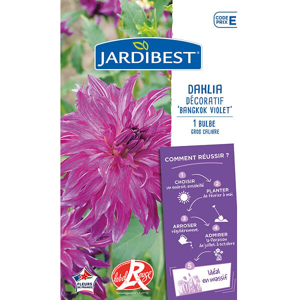 JARDIBEST - Dahlia Bangkok - 1 bulbe - large