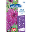 JARDIBEST - Dahlia Bangkok - 1 bulbe - vignette