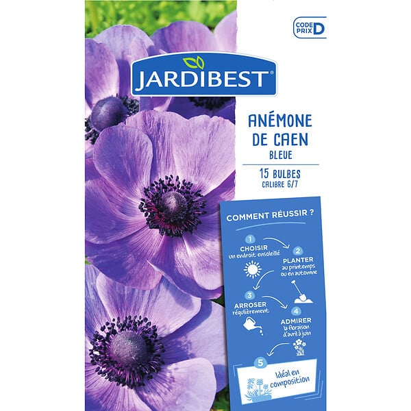 JARDIBEST - Anémone de caen bleue - 15 bulbes - large