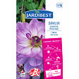 JARDIBEST - Dahlia Prestance - 1 bulbe - vignette