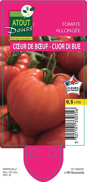 TAUGOURDEAU - Plant de tomate Cœur de Bœuf gros fruit - Pot 0.5L - large