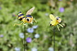 FLAMBOYA - Pic abeilles - vignette