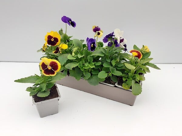 TAU - Pensée mélange coloris maculé - 10 godets - Plante vivace - large