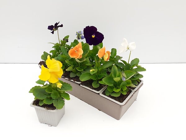 TAU - Pensées mélange coloris purs - Lot de 10 plants - large