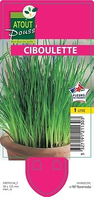 TAUGOURDEAU - Ciboulette en pot - 1L - Plante aromatique - large